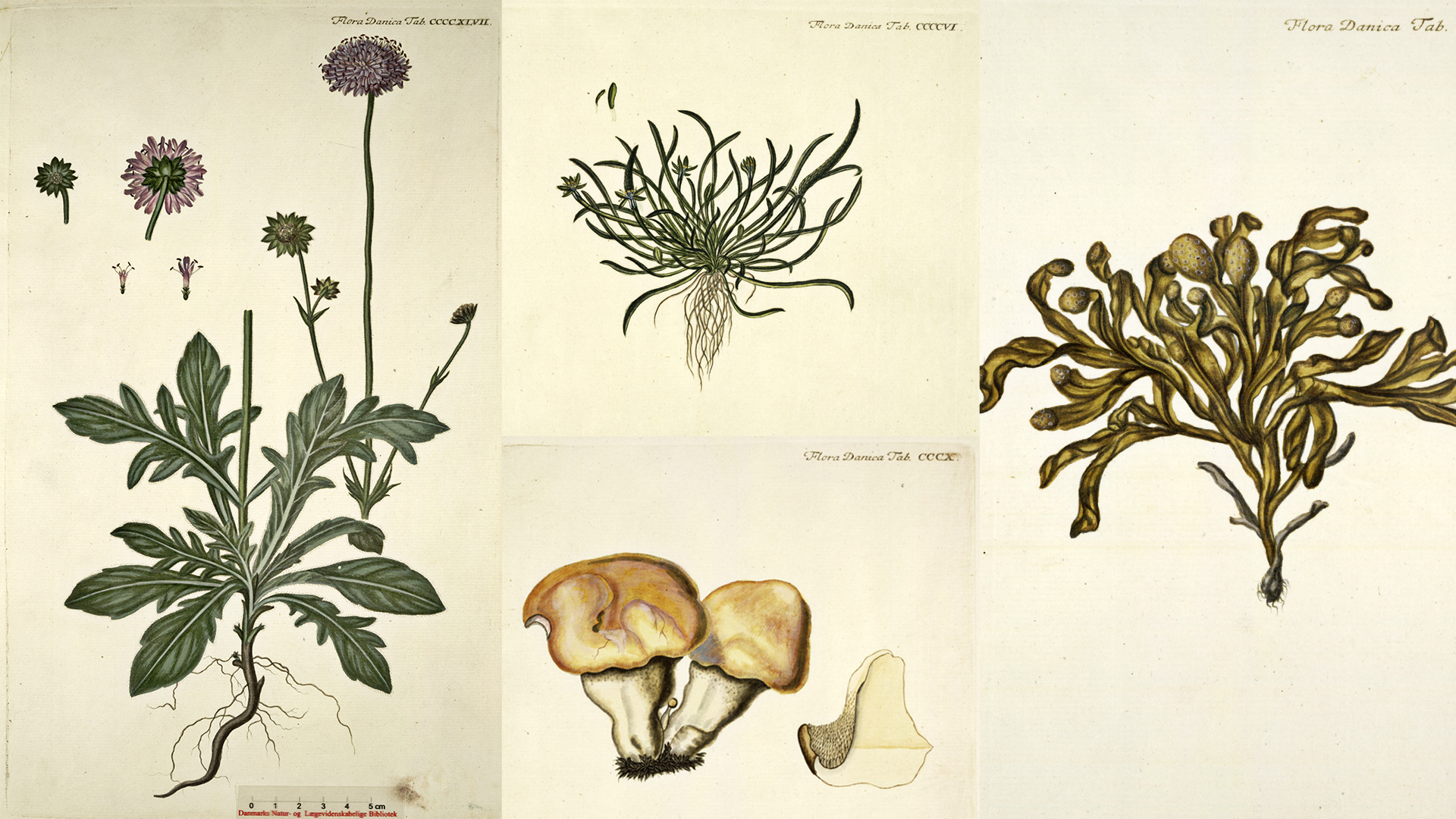 Fire tegninger på gulnet papir fra Flora Danica. Det er af planterne blåhat, musehaler, almindelig pigsvamp og lav klørtang.