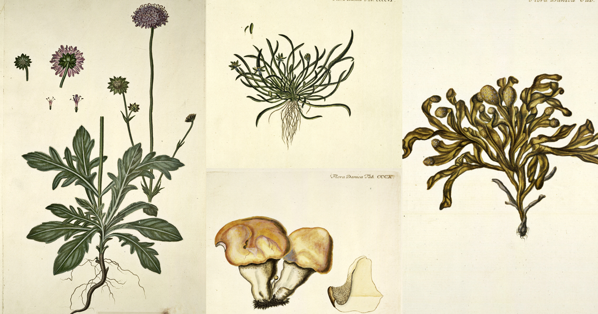 What has 'Flora Danica' meant for Denmark as a nation?