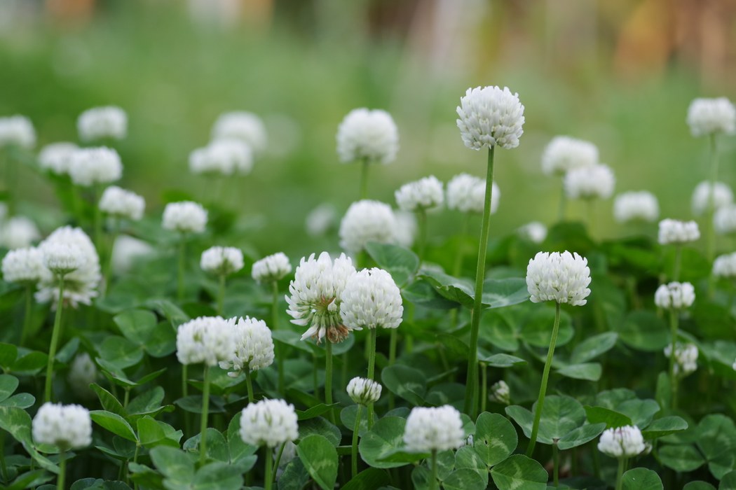 Nærbillede af hvideblomster med en sløret græsplæne i baggrunden