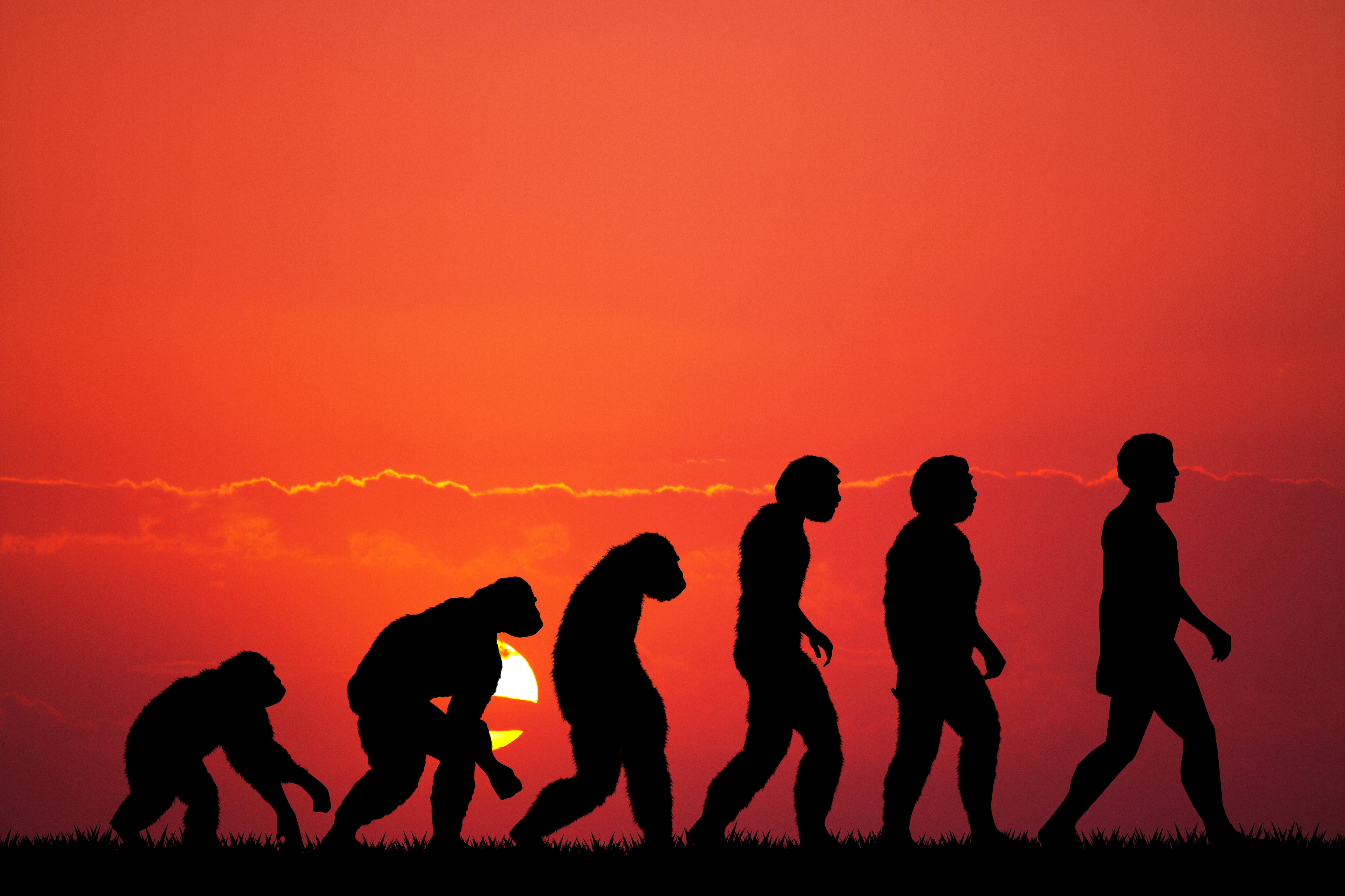 Illustration af menneskets evolution