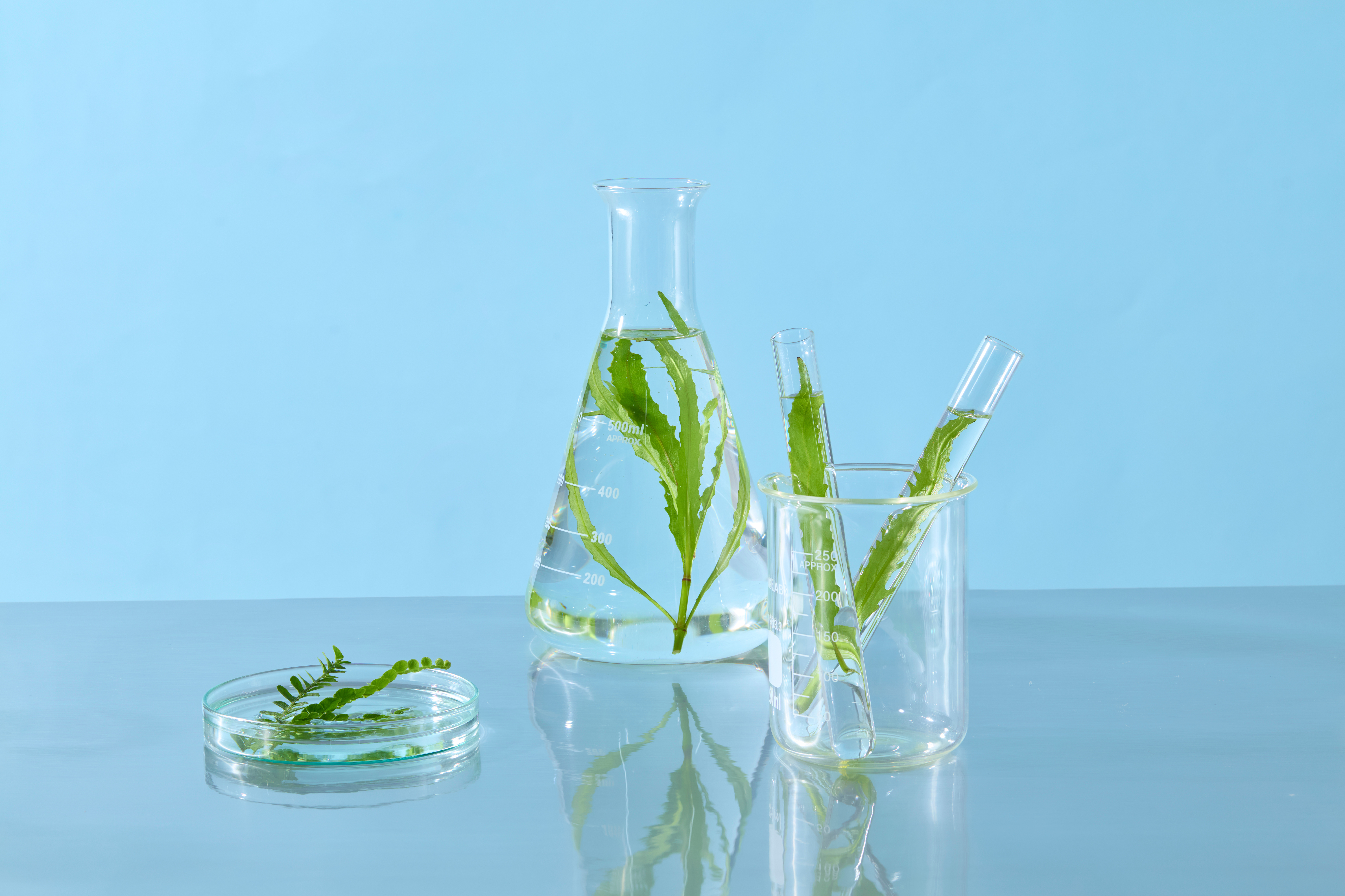 To laboratoriekolber og en petriskål, som alle har grønne stængler eller blade i vandet. På et bord og med blå baggrund
